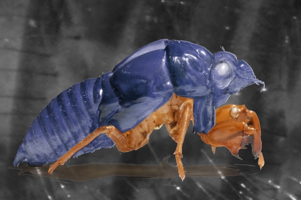 Creation of love bug: Step 6